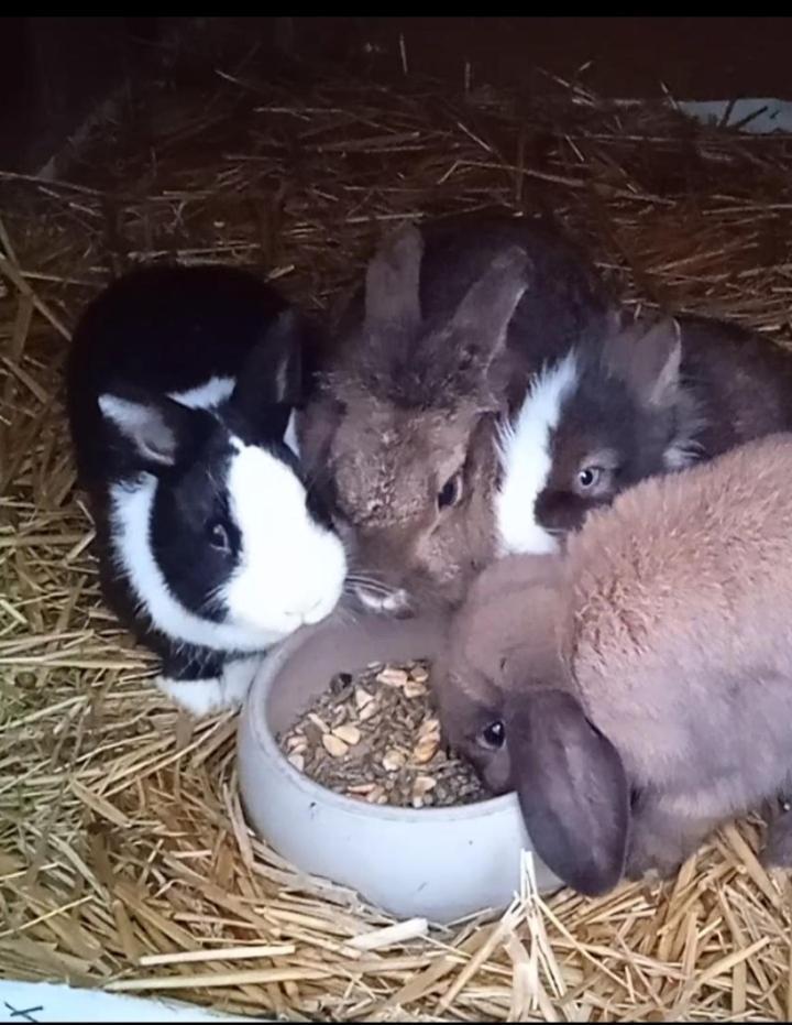 Familie Sattler Pappenheim Exterior foto